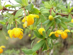 Berberis microphylla