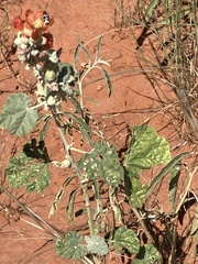 Sphaeralcea parvifolia