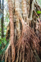 Ficus