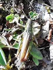 Gomphocerus sibiricus