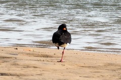 Haematopus longirostris