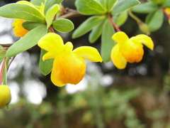 Berberis microphylla