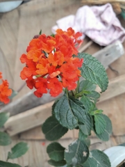 Lantana horrida