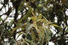 Oreothlypis superciliosa