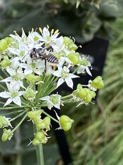 Megachile petulans
