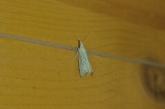 Chrysoteuchia culmella