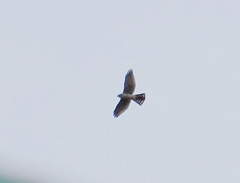 Accipiter brevipes