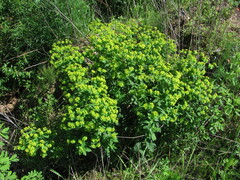 Euphorbia borodinii