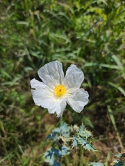 Argemone polyanthemos