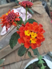 Lantana horrida