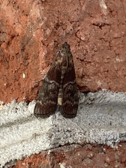 Euzophera ostricolorella