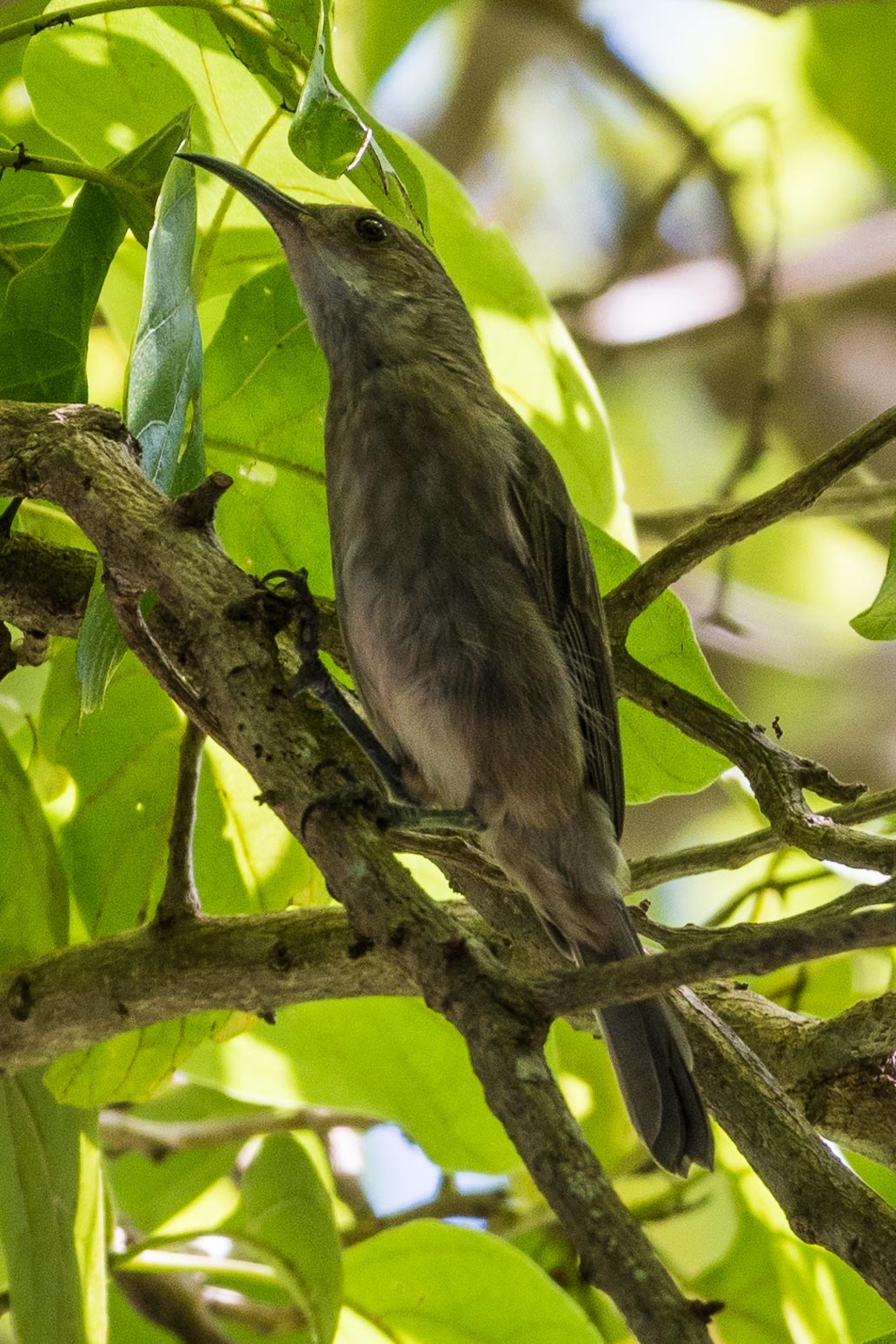 White-chinned Myzomela illustration