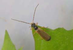 Rhagonycha lignosa