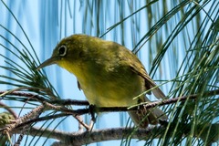 Zosterops griseotinctus