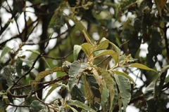 Oreothlypis superciliosa