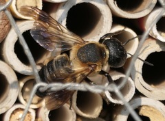 Megachile sculpturalis