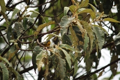 Oreothlypis superciliosa