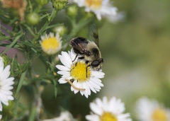 Eristalis anthophorina