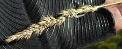 Muhlenbergia mexicana
