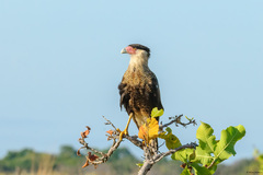 Caracara plancus cheriway