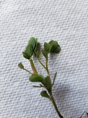 Phyllanthus urinaria