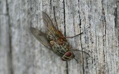 Muscidae
