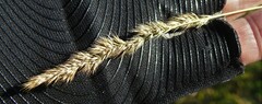 Muhlenbergia mexicana