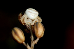 Thomisus citrinellus