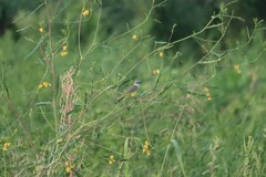 Tyrannus melancholicus