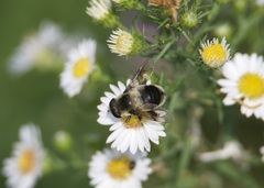 Eristalis anthophorina