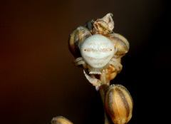 Thomisus citrinellus