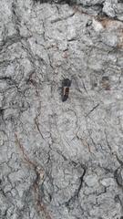 Harmonia axyridis