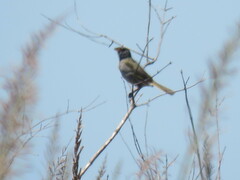 Embernagra platensis