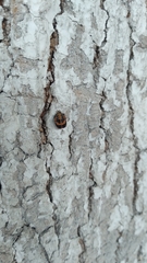 Harmonia axyridis