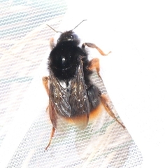 Bombus xanthopus