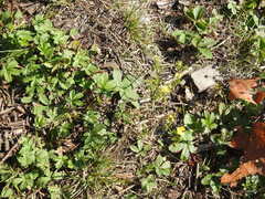Potentilla intermedia