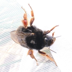 Bombus xanthopus