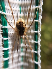 Mitopus