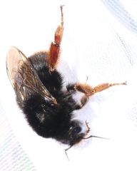 Bombus xanthopus