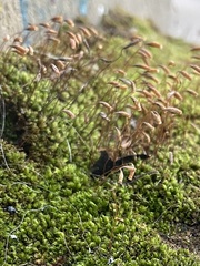 Ptychostomum capillare