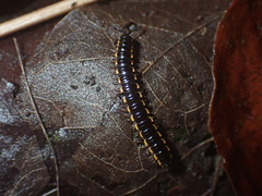 Asiomorpha coarctata