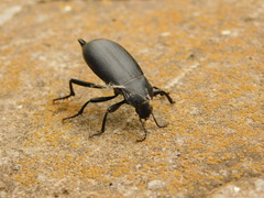 Tenebrioninae