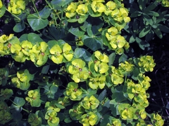 Euphorbia borodinii