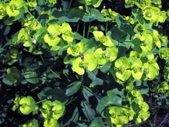 Euphorbia borodinii
