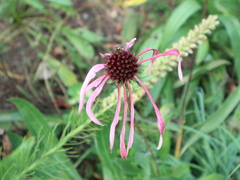 Echinacea pallida