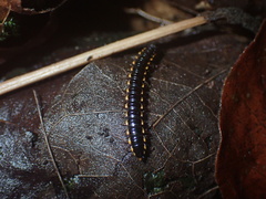Asiomorpha coarctata