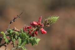 Indigofera comosa