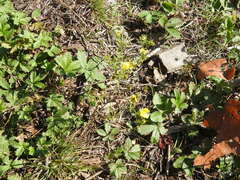 Potentilla intermedia