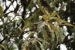 Oreothlypis superciliosa