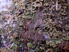 Hypnum circinale